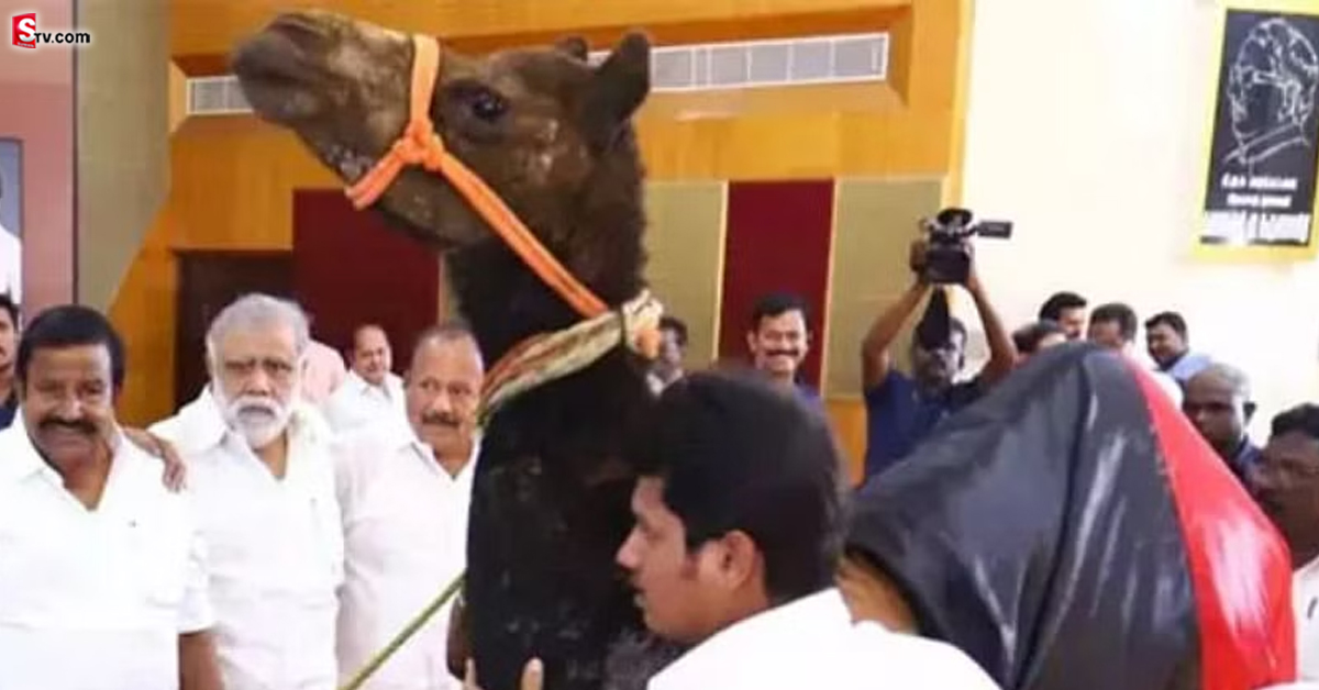 వీడియో: సీఎంకు ఒంటెను బహుమతి గా ఇచ్చిన అభిమాని!