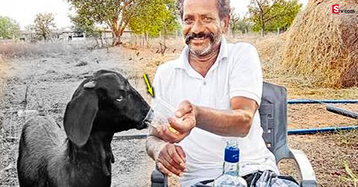 మద్యానికి బానిసైన మేక.. ప్రతి రోజు యజమాని వద్దకు వెళ్లి