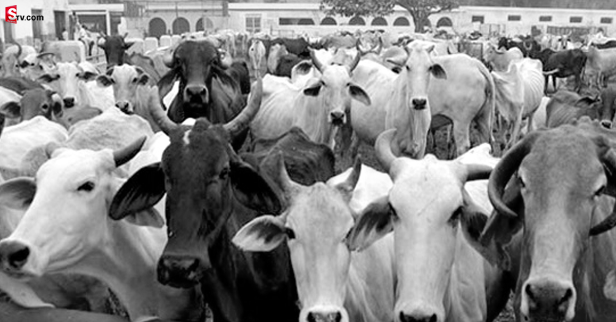 ఆవు మూత్రం తాగటం మనుషులకు మంచిది కాదు: IVRI