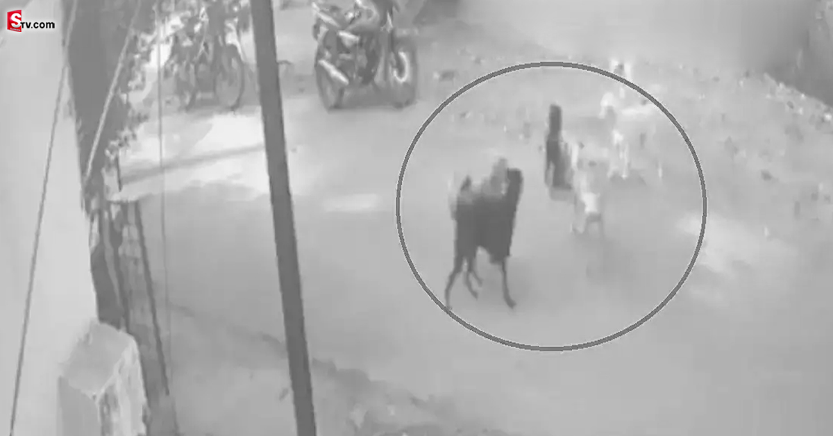 Stray Dogs: వీడియో.. నాలుగేళ్ల బాలుడిపై వీధి కుక్కల దాడి..! ఈడ్చుకుంటూ వెళ్లి..!