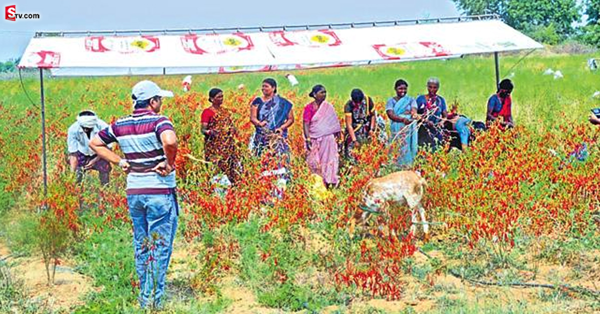 రూ.5 వేలతో పొలంలో కూలీలకు నీడనిచ్చే గొడుగు!