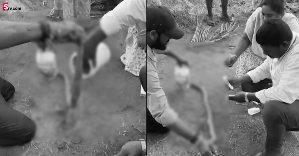 వీడియో: వరికోత యంత్రంలో చిక్కుకున్న భారీ తాచుపాము.. స్థానికులు ఏం చేశారంటే..