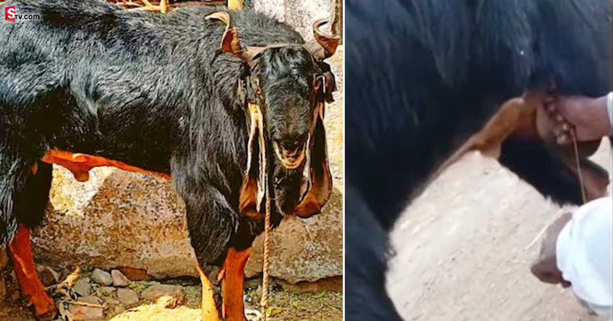 పాలిస్తున్న మేకపోతు.. ఆశ్చర్యపోతున్న గ్రామస్థులు