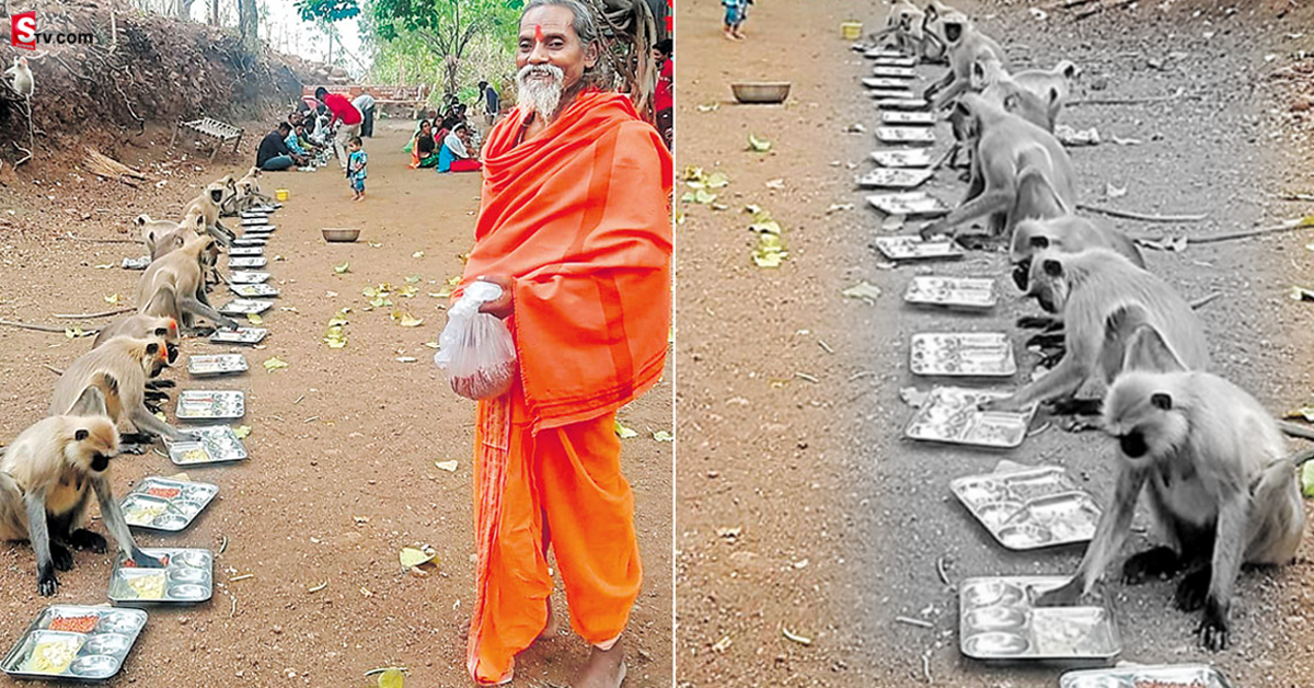 సహపంక్తి భోజనం చేస్తూ అందరిని ఆకట్టుకున్న కొండముచ్చులు!