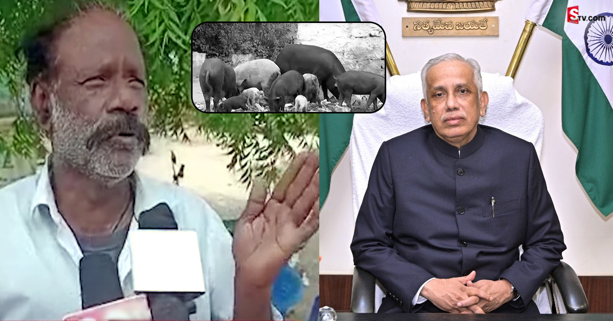 పందులను అమ్ముకున్నాడు.. న్యాయం చేయండని గవర్నర్‌కు ఫిర్యాదు!