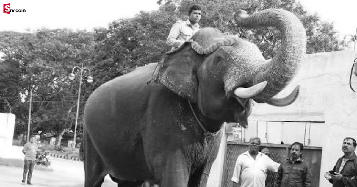 14 సార్లు బంగారు అంబారీ మోసిన బలరాముడు ఇక లేడు..!