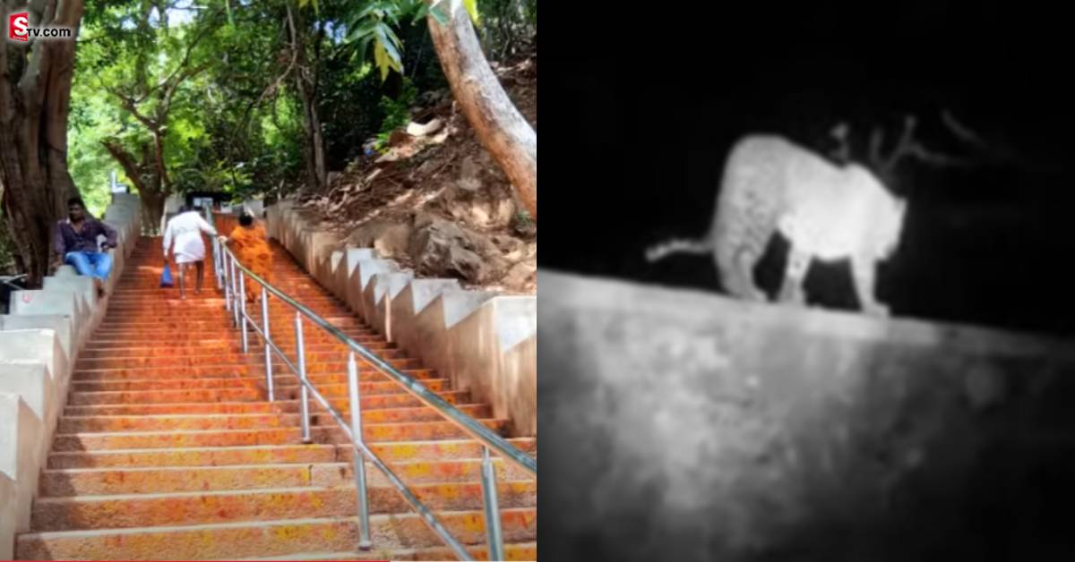 తిరుమల నడక మార్గంలో మరో చిరుత..!