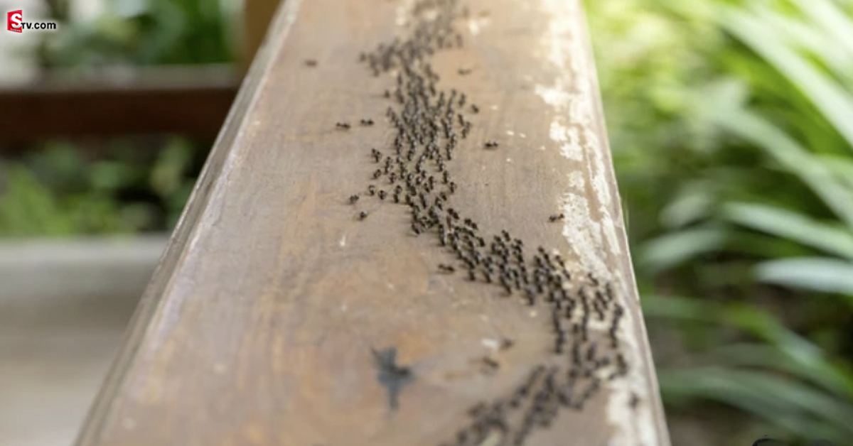 Unknown Facts About Ants: చీమలు ఎందుకు ఒకే లైన్‌లో వెళ్తాయి? ఈ క్రమశిక్షణకు కారణం ఏంటో తెలుసా?