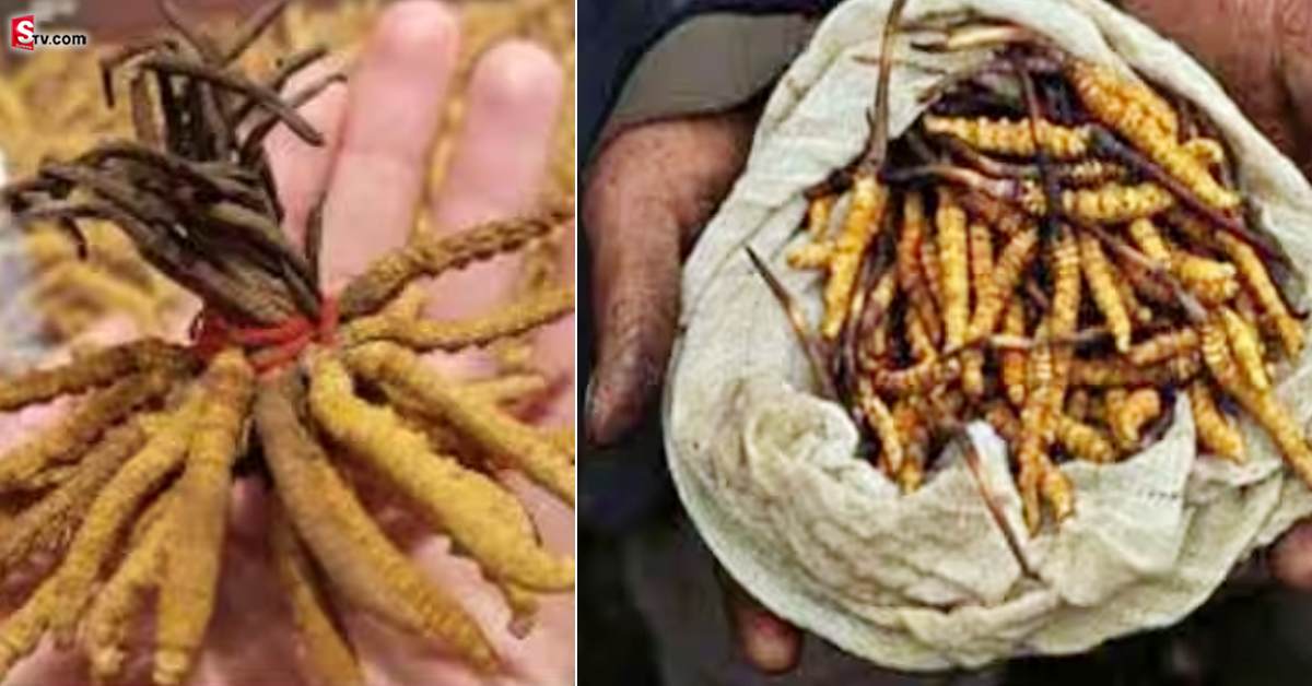 ఫ్రీగా దొరికే ఈ పురుగులు కిలో అమ్మితే చాలు లక్షలు మీ సొంతం!