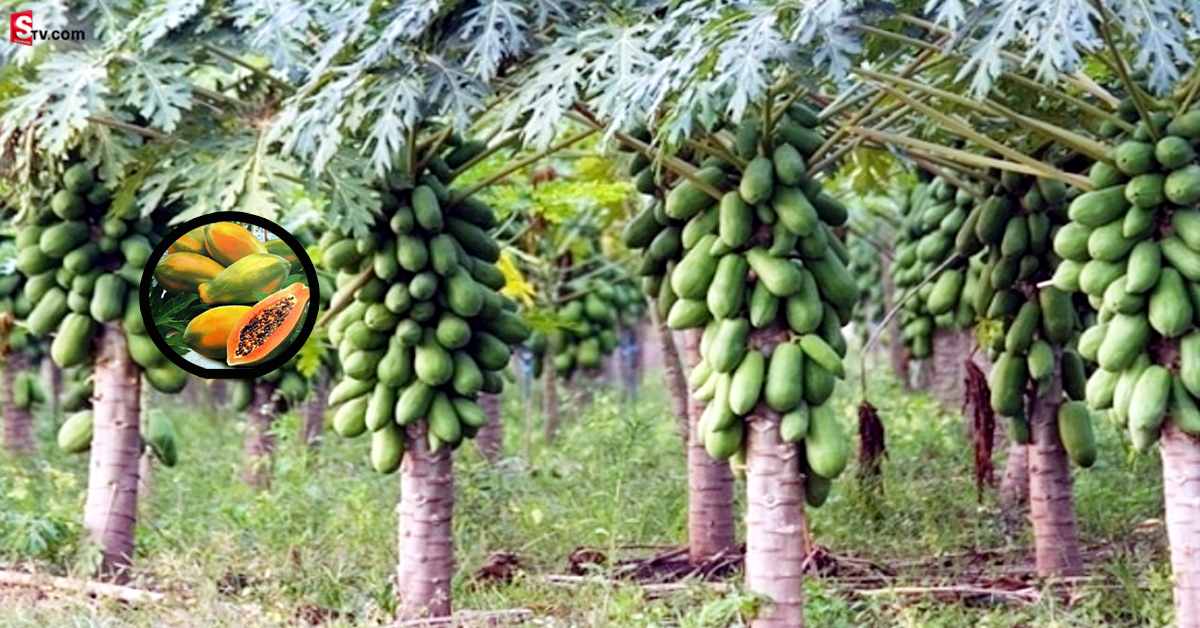 Papaya Cultivation Idea: పల్లెటూరులో ఉంటూ బొప్పాయి సాగుతో లక్షలు సంపాదించుకోవచ్చు!
