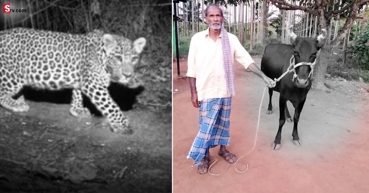 రైతు కోసం చిరుతతో పోరాడిన ఆవు.. ప్రాణాలకు తెగించి మరీ..