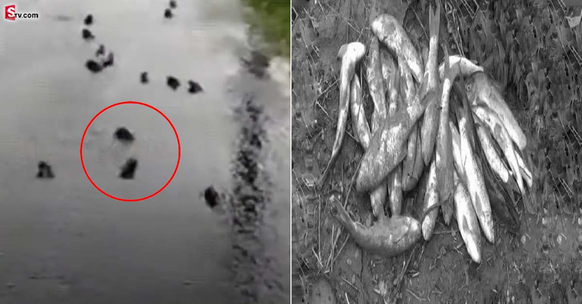 రోడ్డుపై చేపల వర్షం.. ఏరేందుకు ఎగబడ్డ జనం