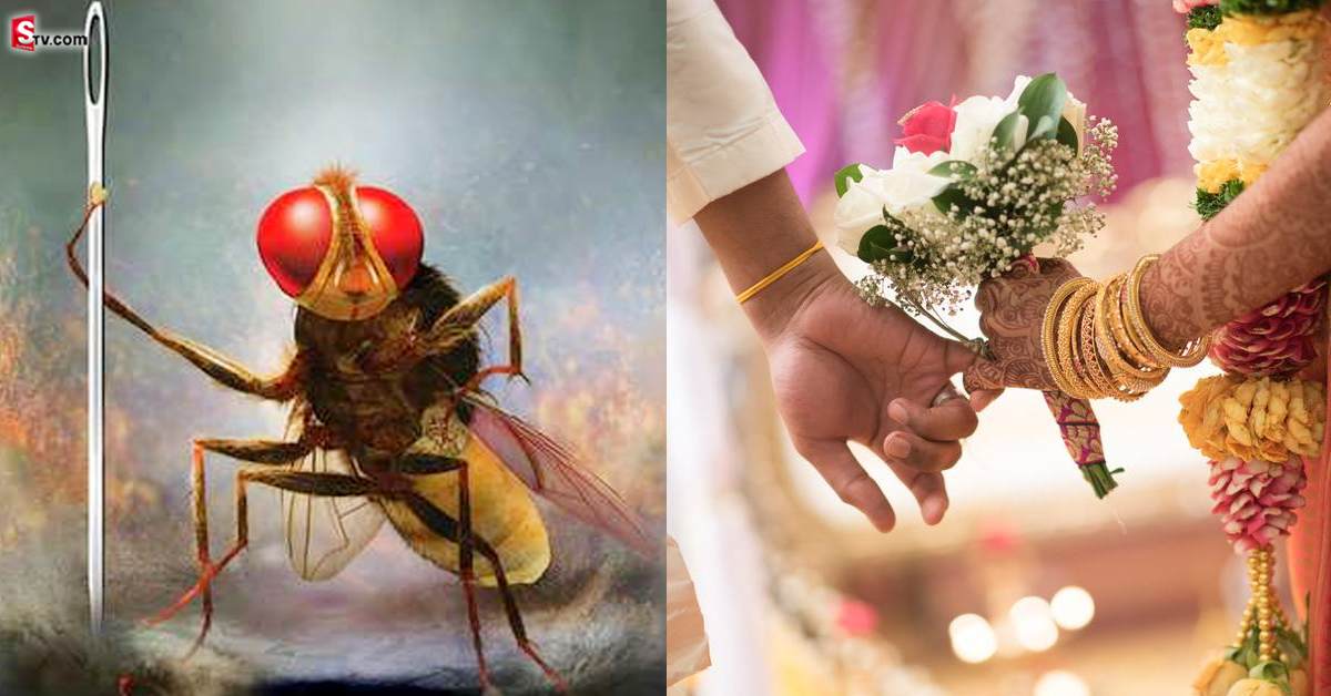 గ్రామంపై పగబట్టిన ఈగలు.. పెళ్లిళ్లు కాక యువకులు లబోదిబో!