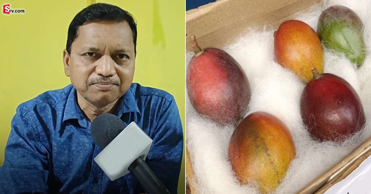అరుదైన మామిడి రకాన్ని పండిస్తున్న రైతు..  కిలో రూ. 3 లక్షలు
