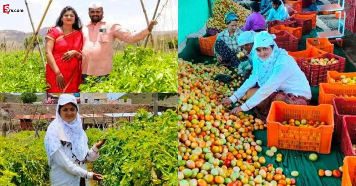 రైతును కోటీశ్వరుడిని చేసిన టమాటాలు.. నెల రోజుల్లోనే కోటిన్నర ఆదాయం