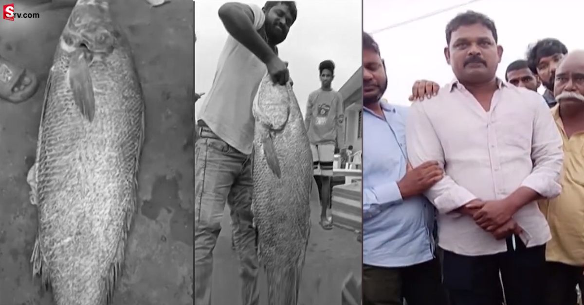 జాలర్లకు దొరికిన అరుదైన చేప! ధర రూ.3 లక్షలు