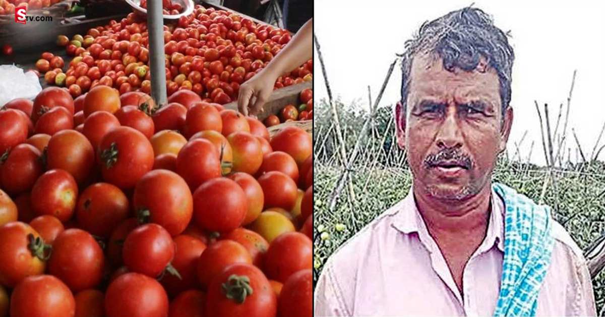 చిన్న ప్లాన్ తో రూ.3 కోట్లు సంపాదించిన టమోటా రైతు!