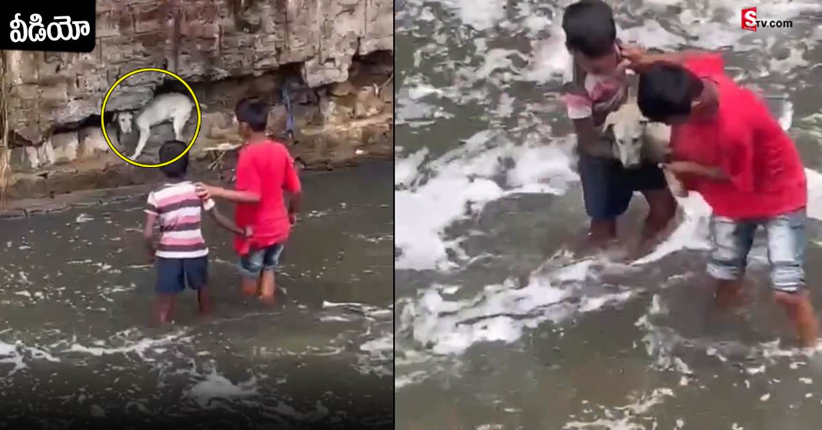 వీడియో: ప్రాణాలను పణంగా పెట్టి కుక్క పిల్లను కాపాడిన చిన్నారులు..!