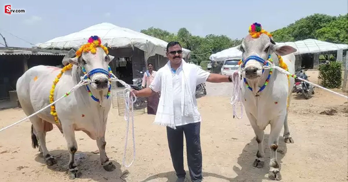 తెలంగాణ నుంచి ఏపీకి ఒంగోలు గిత్తలు.. జత ఎద్దులను రూ.కోటికి అమ్మిన ఏసీపీ..