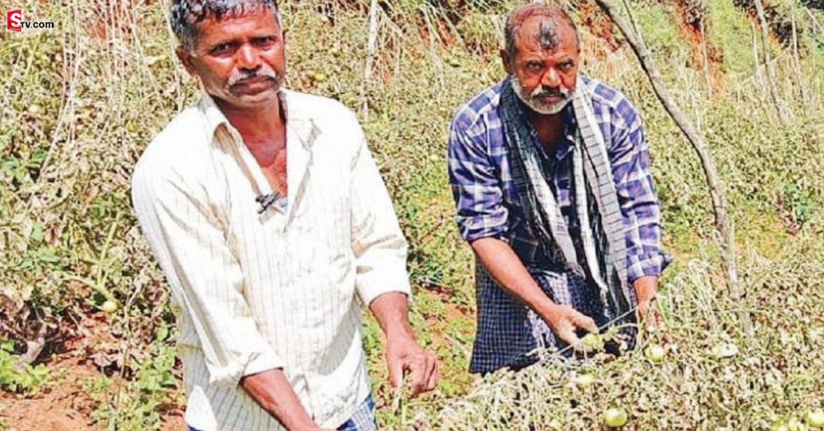Tomato Farmers: కిలో టమాటాలు రూ.80!.. లాభాపేక్ష లేకుండా అమ్ముతున్న రైతు సోదరులు..