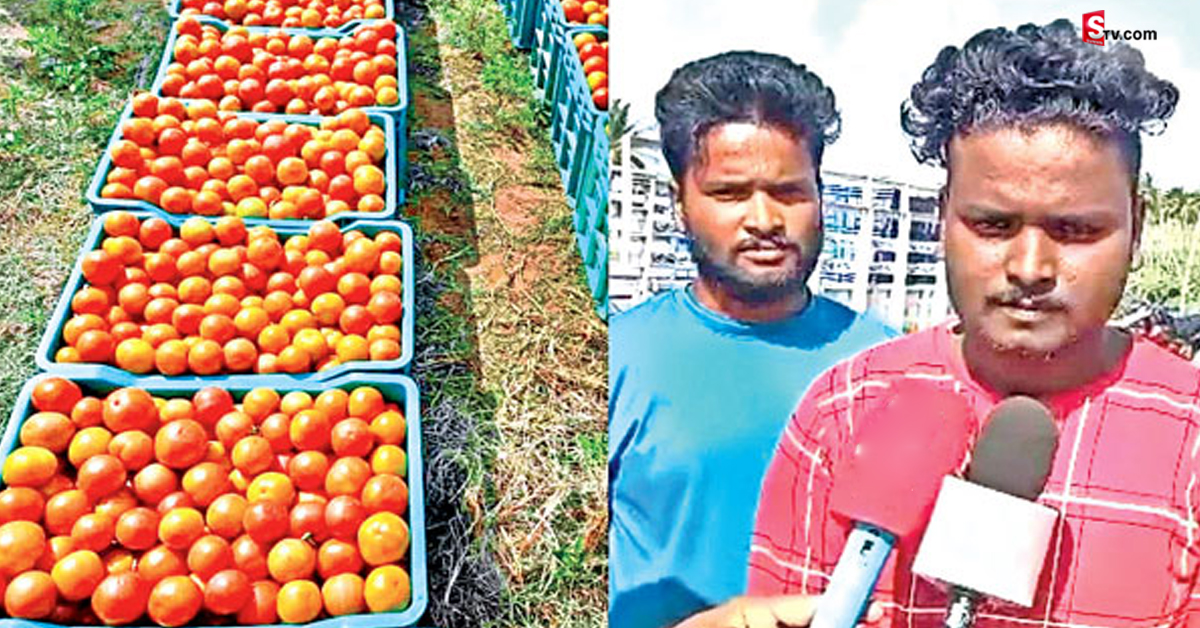 చదువు మధ్యలో ఆపేసి వ్యవసాయం.. టమాటా పంటతో అప్పులు తీర్చేశారు